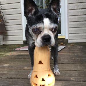 Meet your Posher, Bonnie